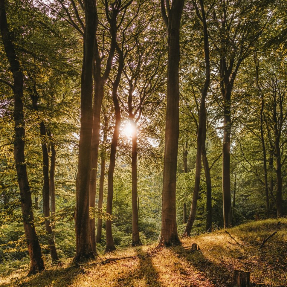 Kappen van Oerbossen voor Nederlandse Biomassa is géén ‘Fakenieuws’